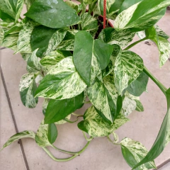 Pothus Blanco - comprar online
