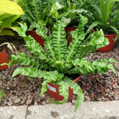Helecho Asplenium Crispy Wave - comprar online