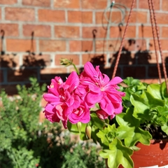 Geranio - Vivero Mario