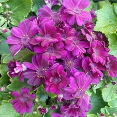 Cineraria de Flor - tienda online