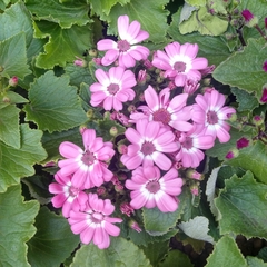 Cineraria de Flor - Vivero Mario