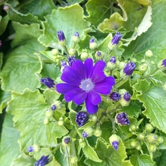 Cineraria de Flor en internet