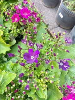 Cineraria de Flor - comprar online