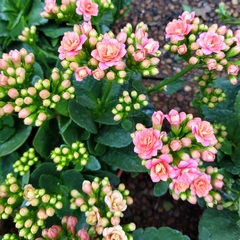 Imagen de Crasa Kalanchoe Floral