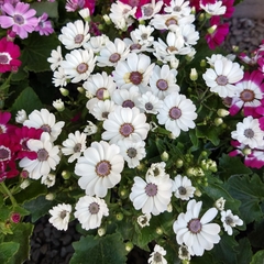 Imagen de Cineraria de Flor