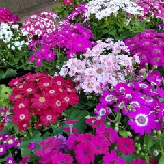 Cineraria de Flor