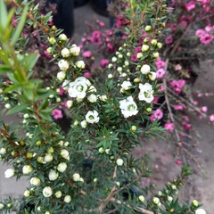 Leptospermum - tienda online