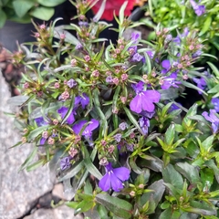 Lobelia - comprar online