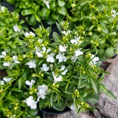 Lobelia