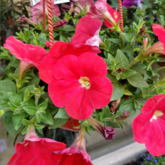 Petunia Colgante - tienda online
