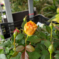 Rosa Miniatura - comprar online