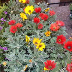 Arctotis en internet