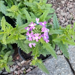 Verbena en internet
