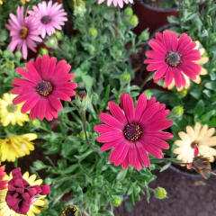 Dimorphoteca - Vivero Mario