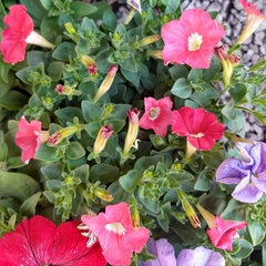 Petunia - comprar online