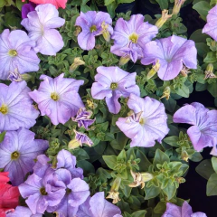 Petunia - comprar online