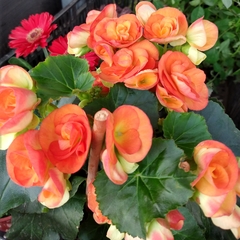 Begonia Elatior - tienda online