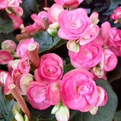 Imagen de Begonia Elatior