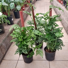 Monstera Peruviana - tienda online