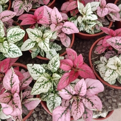 Hypoestes - comprar online