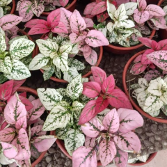 Hypoestes en internet