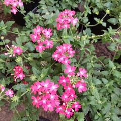 Verbena