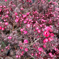 Leptospermum
