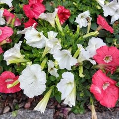 Imagen de Petunia