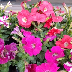 Petunia - tienda online