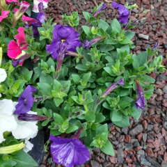 Petunia - tienda online