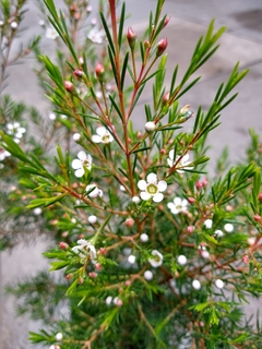 Flor de Cera - comprar online