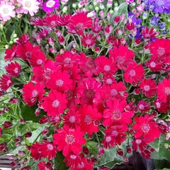 Cineraria de Flor en internet