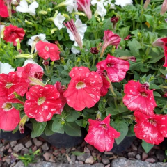 Petunia - comprar online