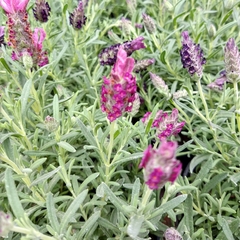 Lavanda Brasilera - Vivero Mario