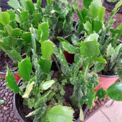 Santa Teresita - comprar online