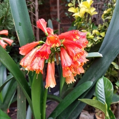 Clivia - comprar online