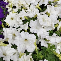 Petunia - Vivero Mario