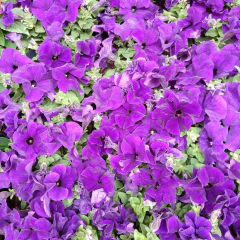 Petunia - Vivero Mario