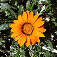 Gazania