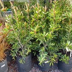 Callistemon Imperialis en internet