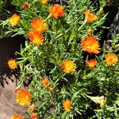 Rayito de Sol