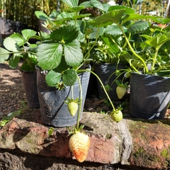 Frutilla - Vivero Mario
