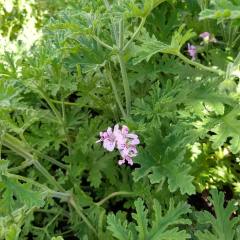 Geranio Citronela - comprar online