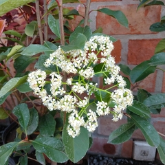 Photinia Fraseri - Vivero Mario