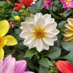 Dahlia Enana - tienda online