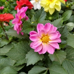 Imagen de Dahlia Enana
