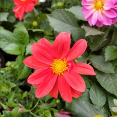 Dahlia Enana - comprar online