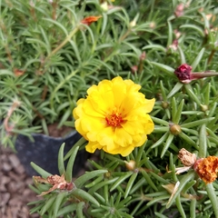 Portulaca