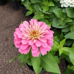 Imagen de Zinnia