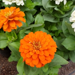 Zinnia en internet